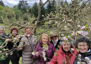 La floración del manzano impresiona en la Comarca de la Sidra