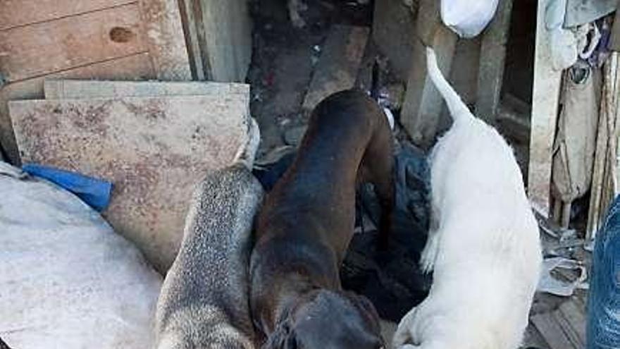 Mireya Rubio, dando agua y comida a los perros.