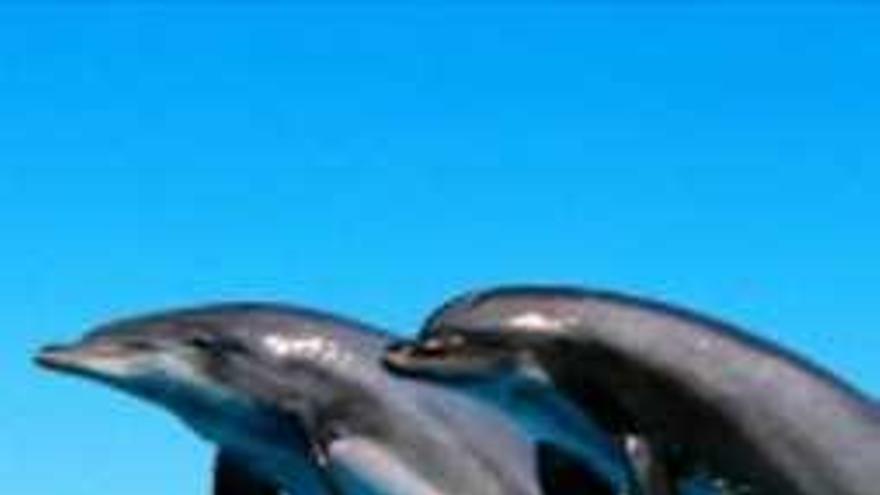 Un grupo de delfines.