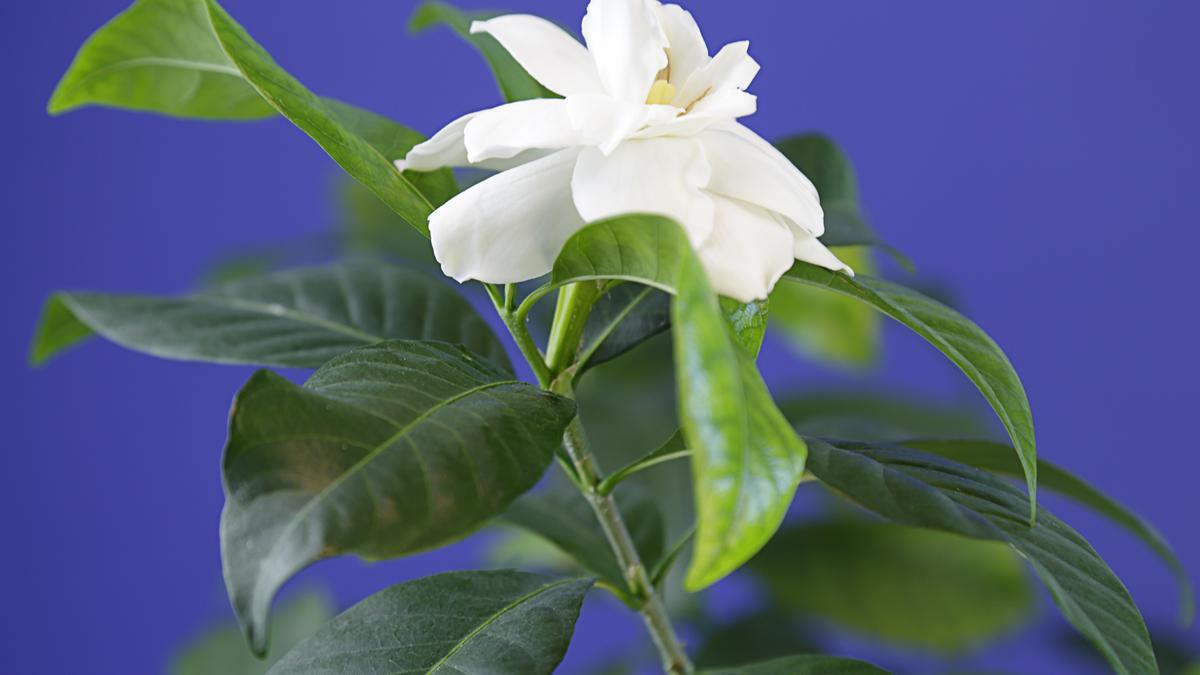 Así debes cuidar las gardenias para tener siempre flores frescas en casa -  Información