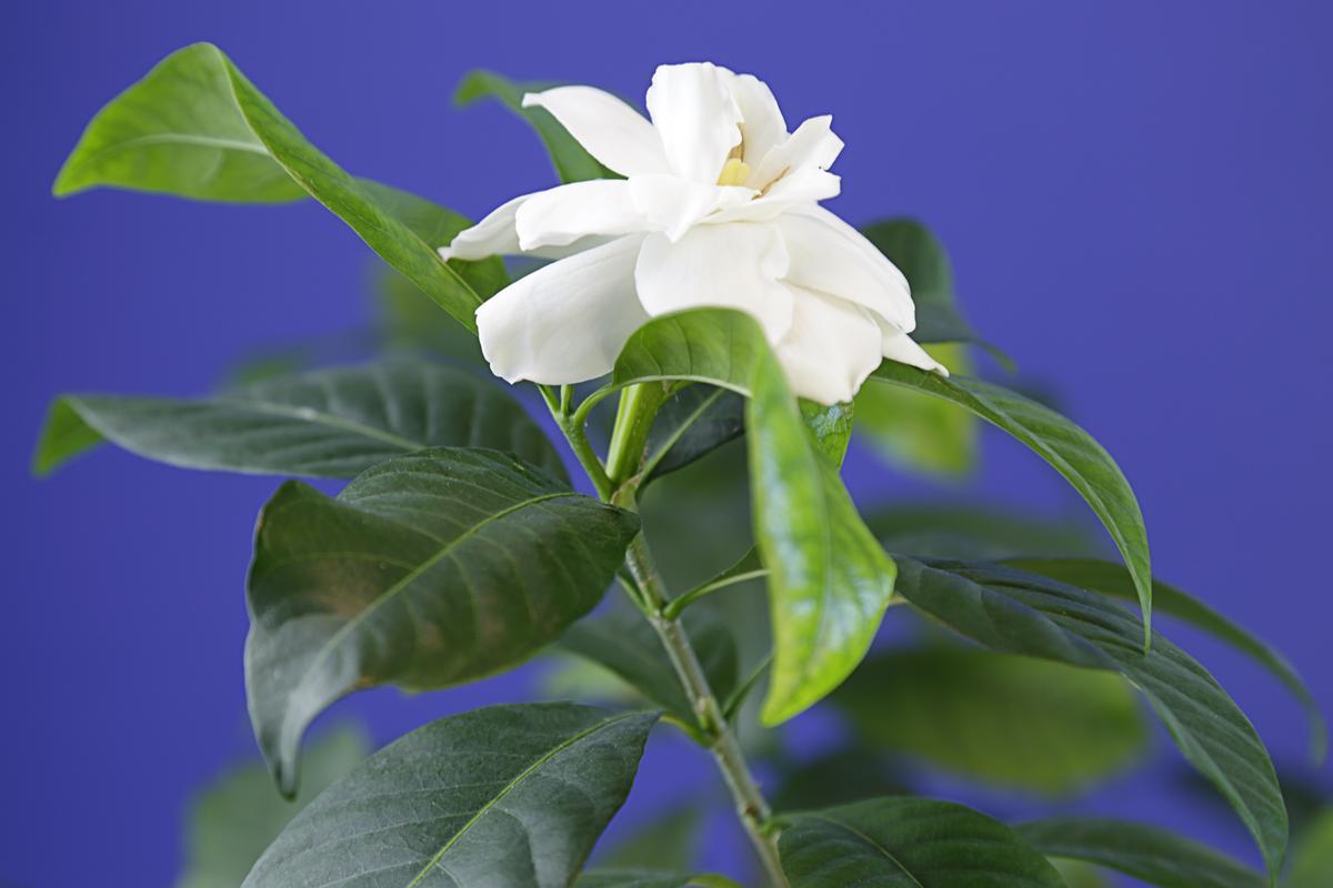 Gardenia, una de las plantas que te ayudarán a dormir mejor