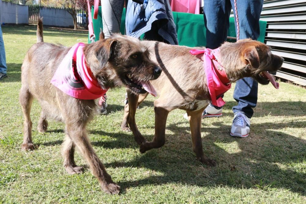 Así ha sido la Doggie Race en Benavente