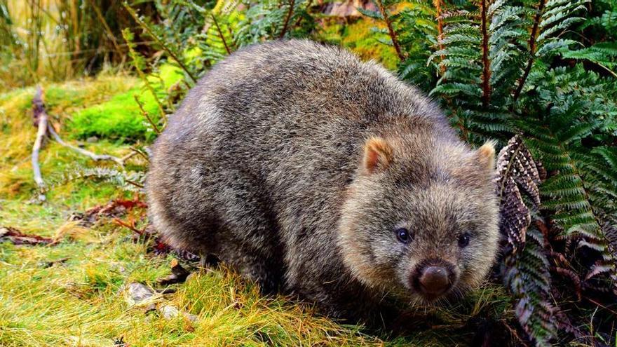 Resolen el misteri de la forma geomètrica de l&#039;excrement del wombat