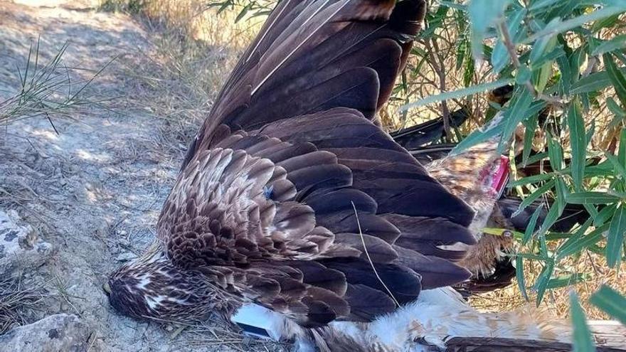 Troben al Parc Natural de Sant Llorenç del Munt una àliga morta per electrocució