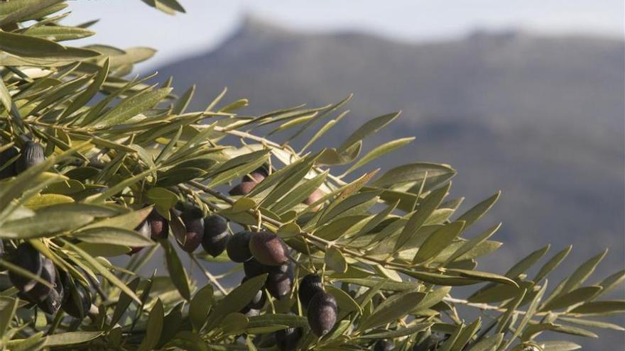 Patólogos de la UCO cercan dos hongos que secan las ramas en el olivar sevillano y tunecino