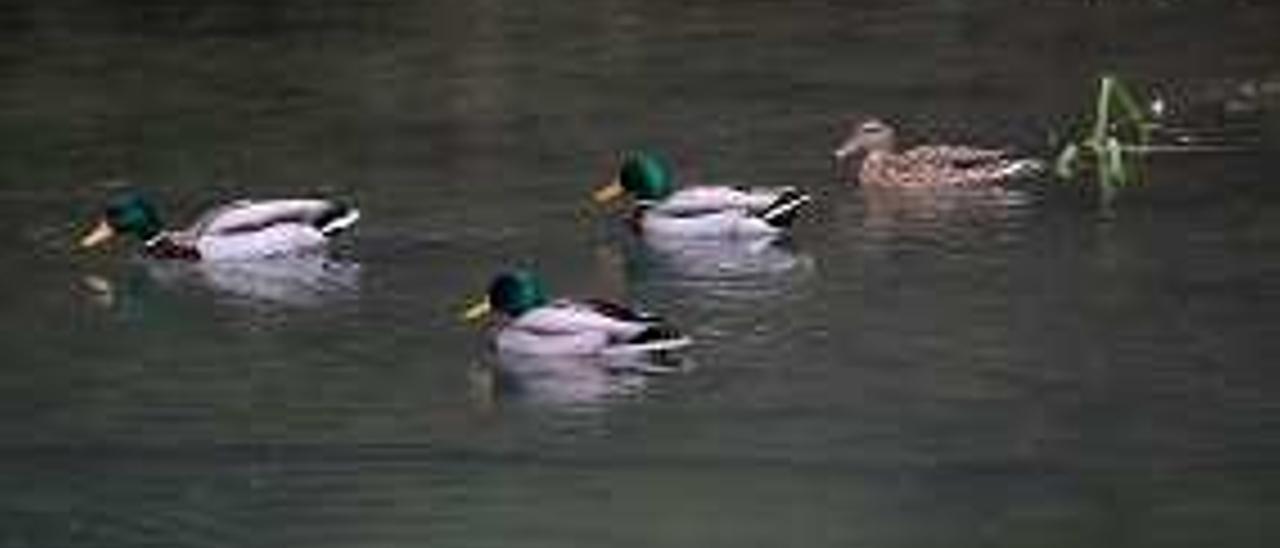 Un grupo de patos.