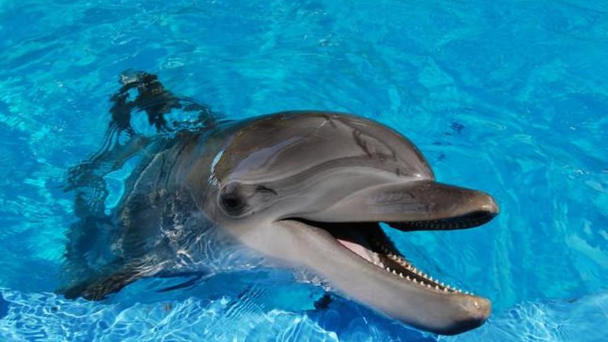 Los delfines ya se comunicaban hace 26 millones de años