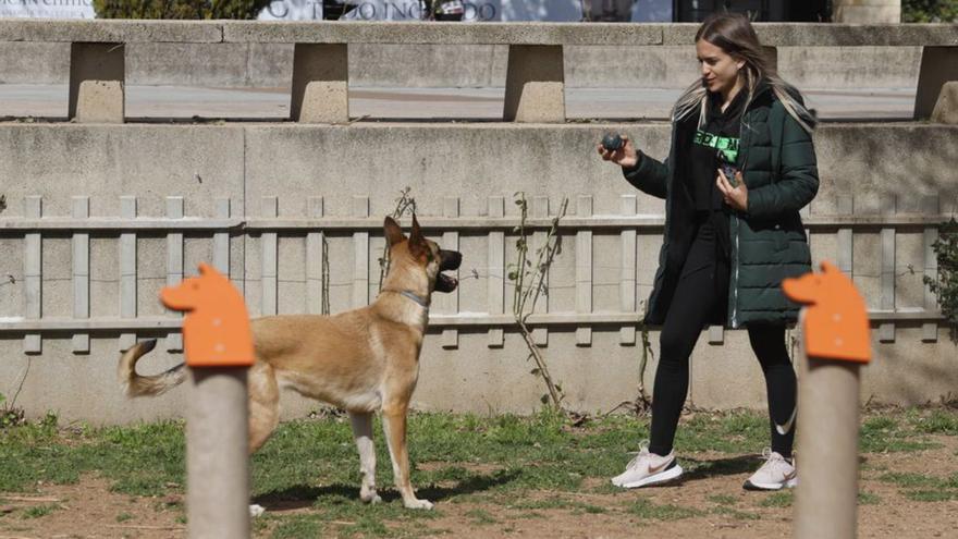 Animales domésticos en Córdoba: las mascotas, cada vez más humanas