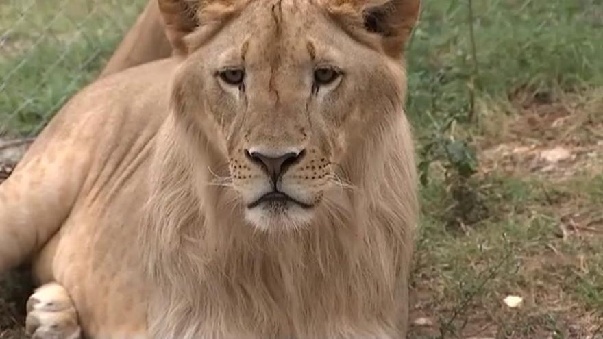 Una pareja de Olot vive con un león