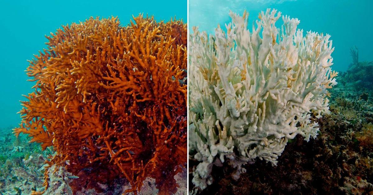 A la izquierda, coral sano; a la derecha, coral blanqueado y enfermo