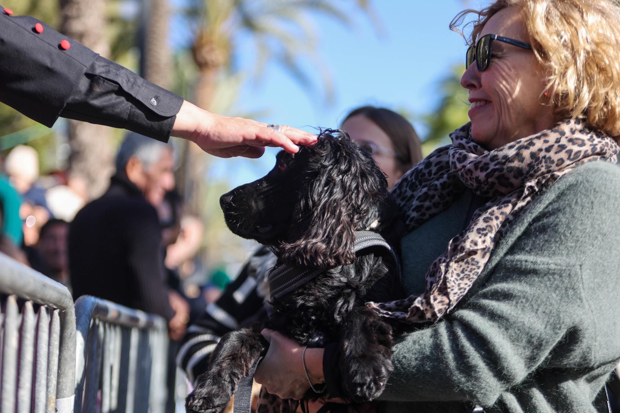 Todas las imágenes de la bendición de animales y el día grande de las fiestas de Sant Antoni