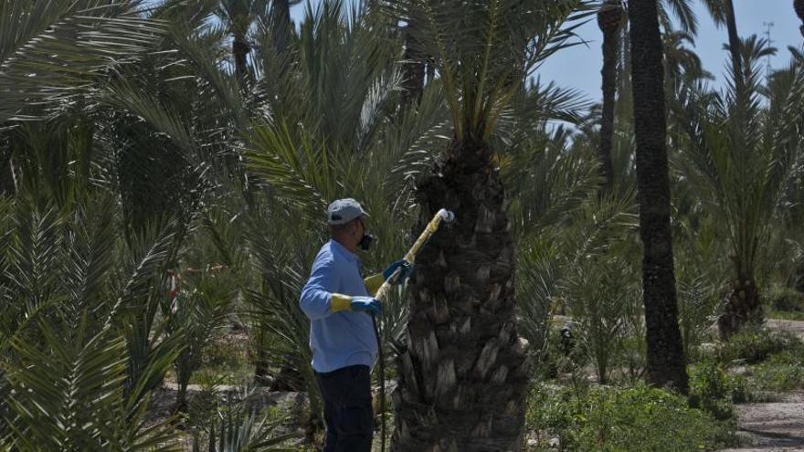 Un trabajador del Ayuntamiento de Elche, en el Palmeral