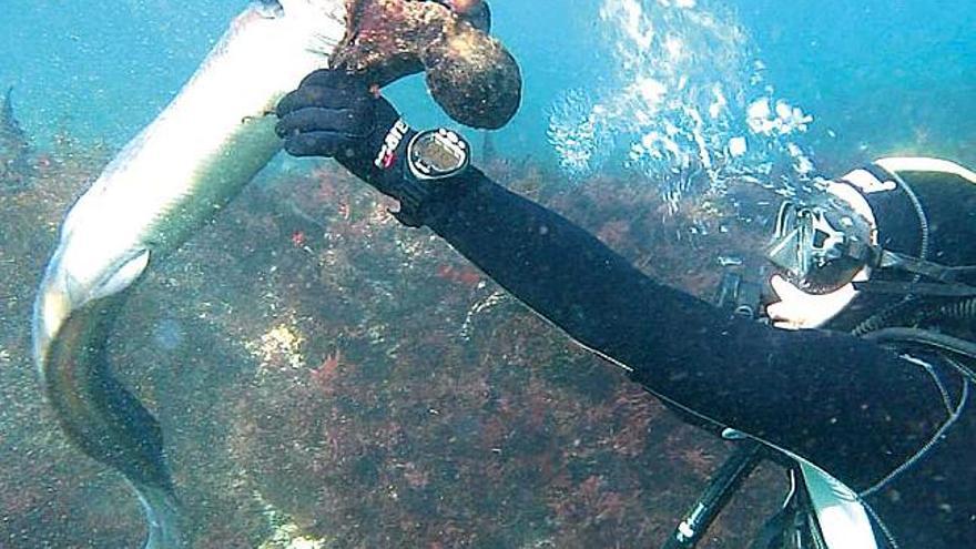 José Benito Ríos, del Club de Buceo Ons, intenta liberar al congrio de las ventosas del pulpo.