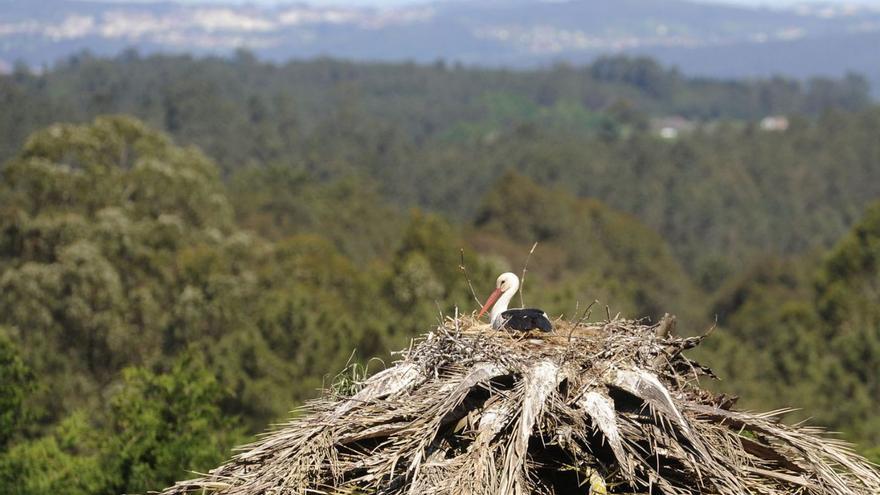 Una de las cigüeñas descansa en su nido en la mañana de ayer.   | // BERNABÉ/JAVIER LALÍN