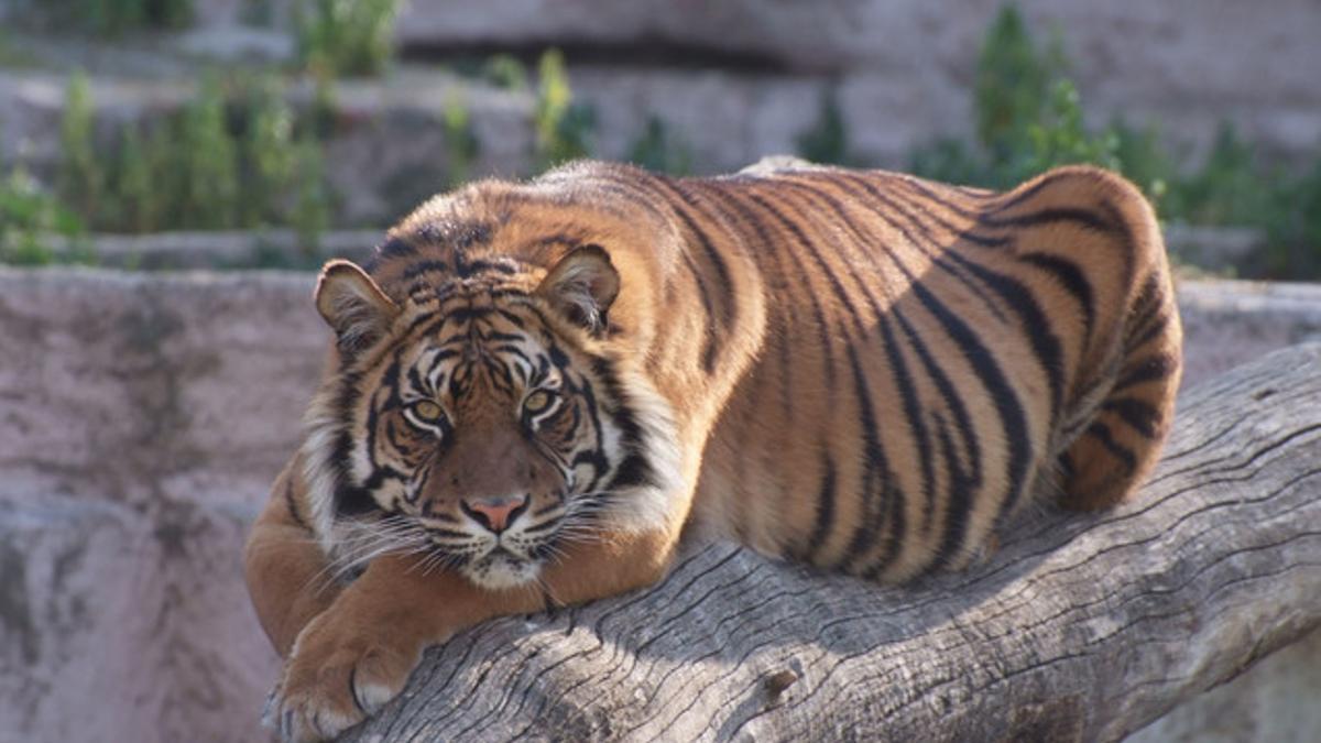 Un tigre del Zoo de Barcelona.