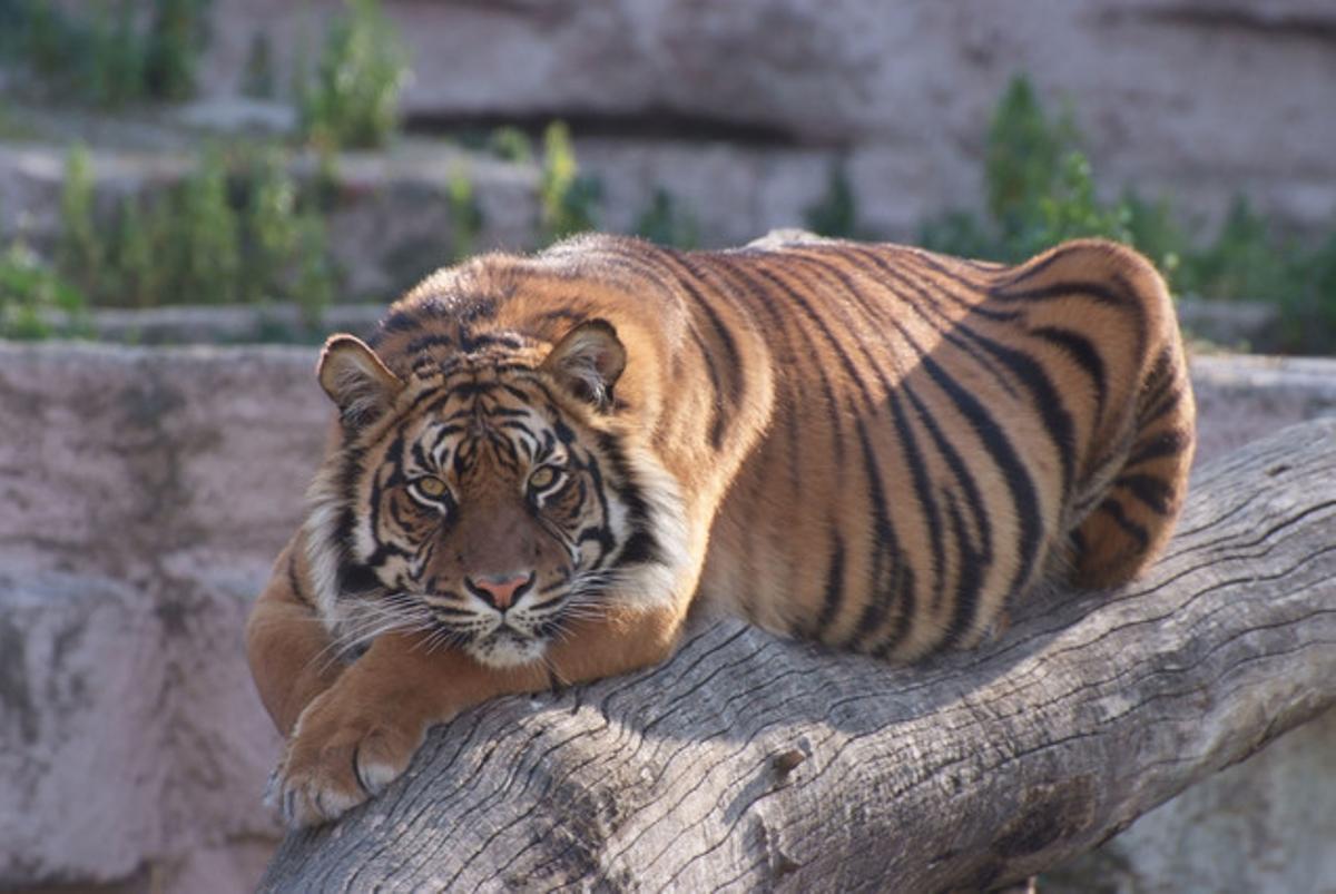 Un tigre del Zoo de Barcelona.