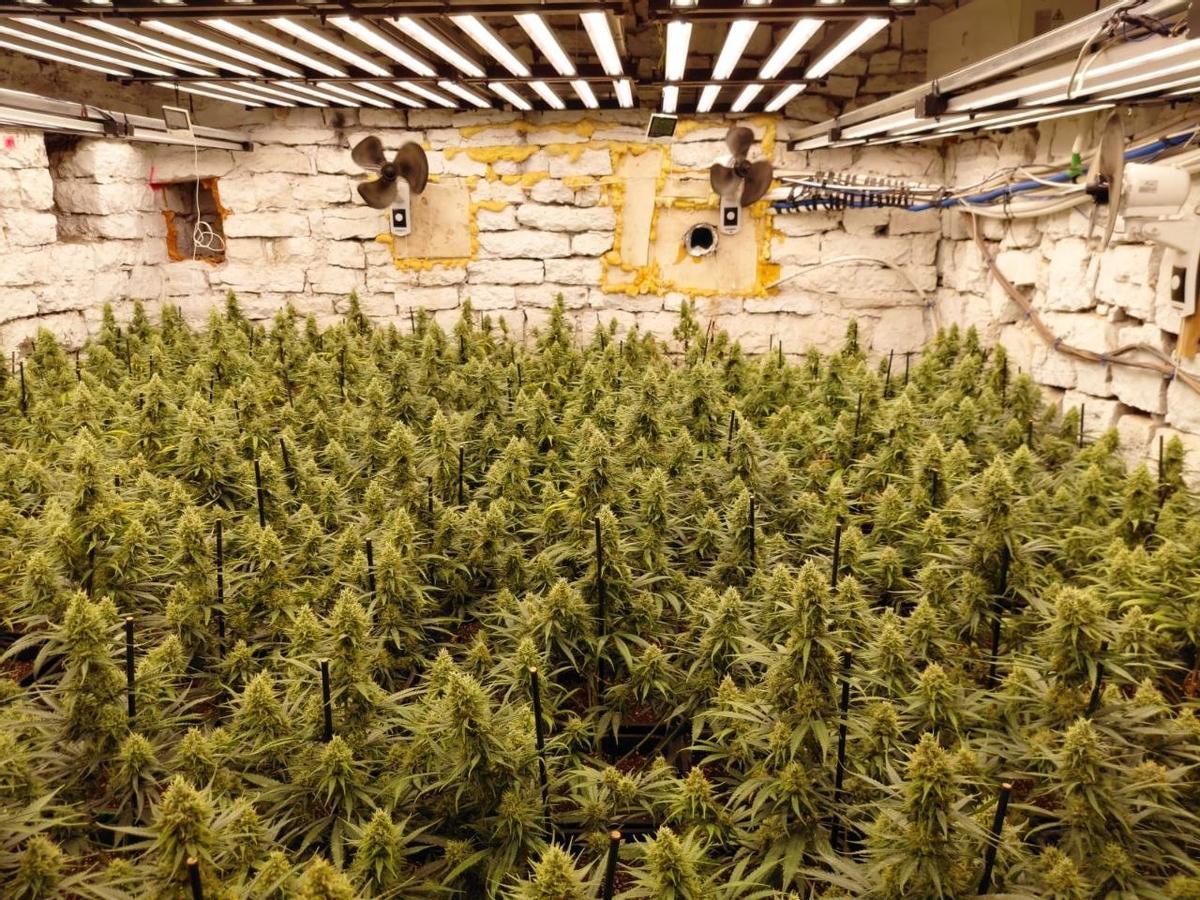 Una de les tres estances, que tenien un total de 1.276 plantes de marihuana