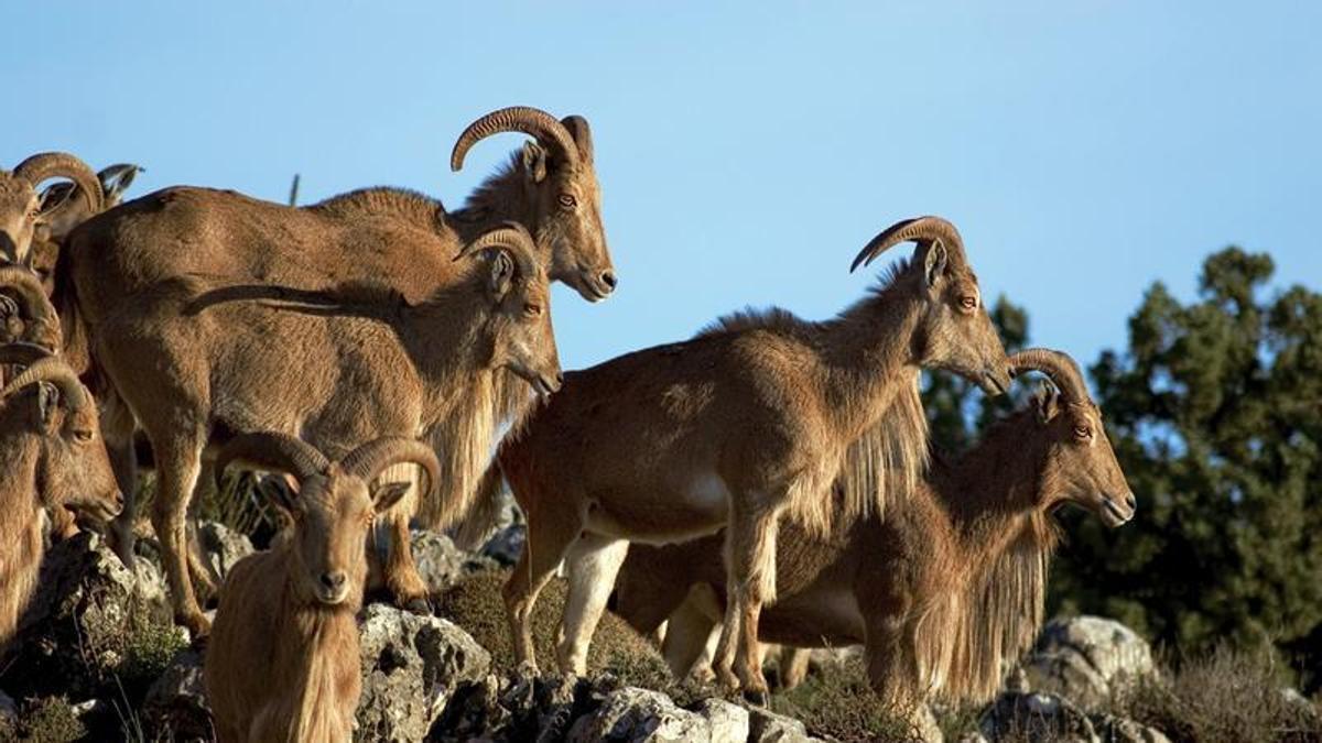 Ejemplares de arruí en Sierra Espuña.