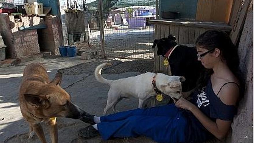 Valencia | 22 perros buscan dueño ante el cierre del refugio de la  Protectora