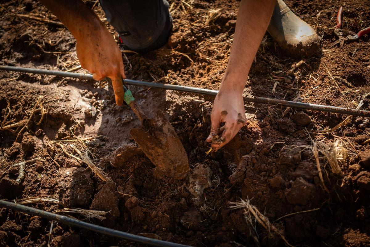 El consejero de Agricultura, Ganadería, Pesca y Soberanía Alimentaria del Gobierno de Canarias, Narvay Quintero, visita una finca en Los Baldíos, donde el Ejecutivo canario, en colaboración con viticultores de las Denominaciones de Origen Protegidas de Vino de las islas, desarrolla un proyecto piloto con patrones americanos de viña para evaluar su resistencia a la filoxera