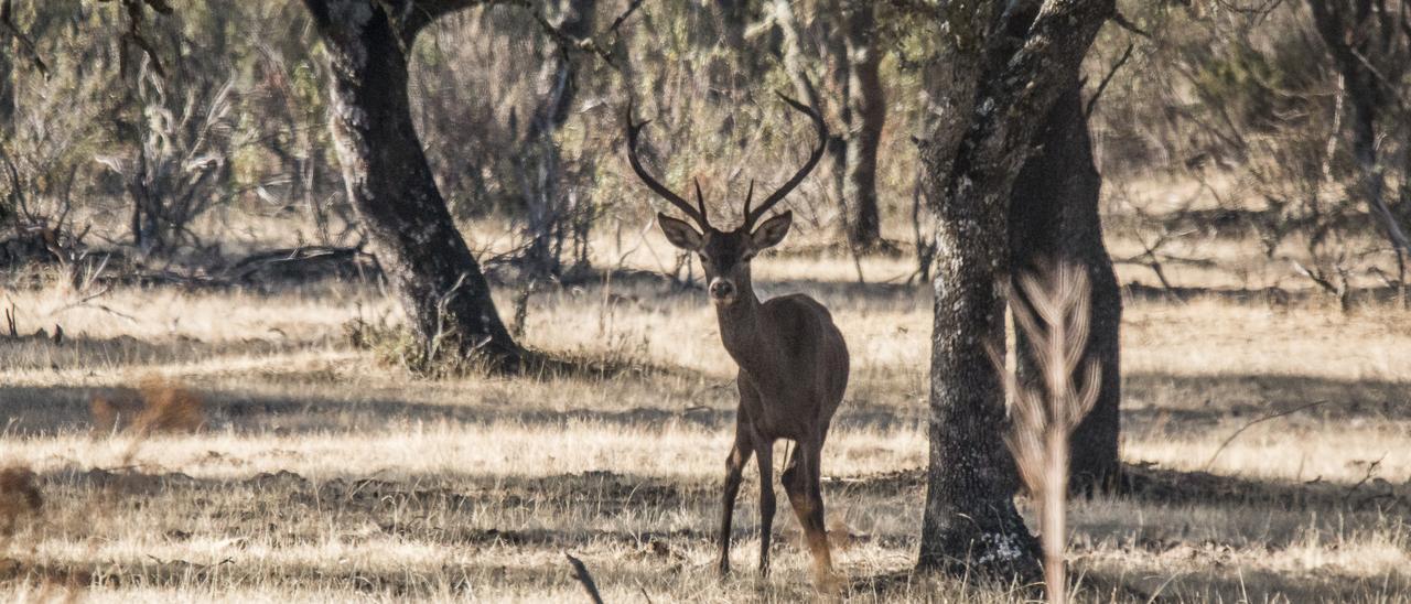 Un ciervo en el Parque Nacional de Monfragüe, en una imagen de archivo.