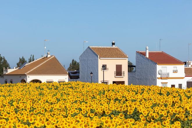 Campo de girasoles en españa