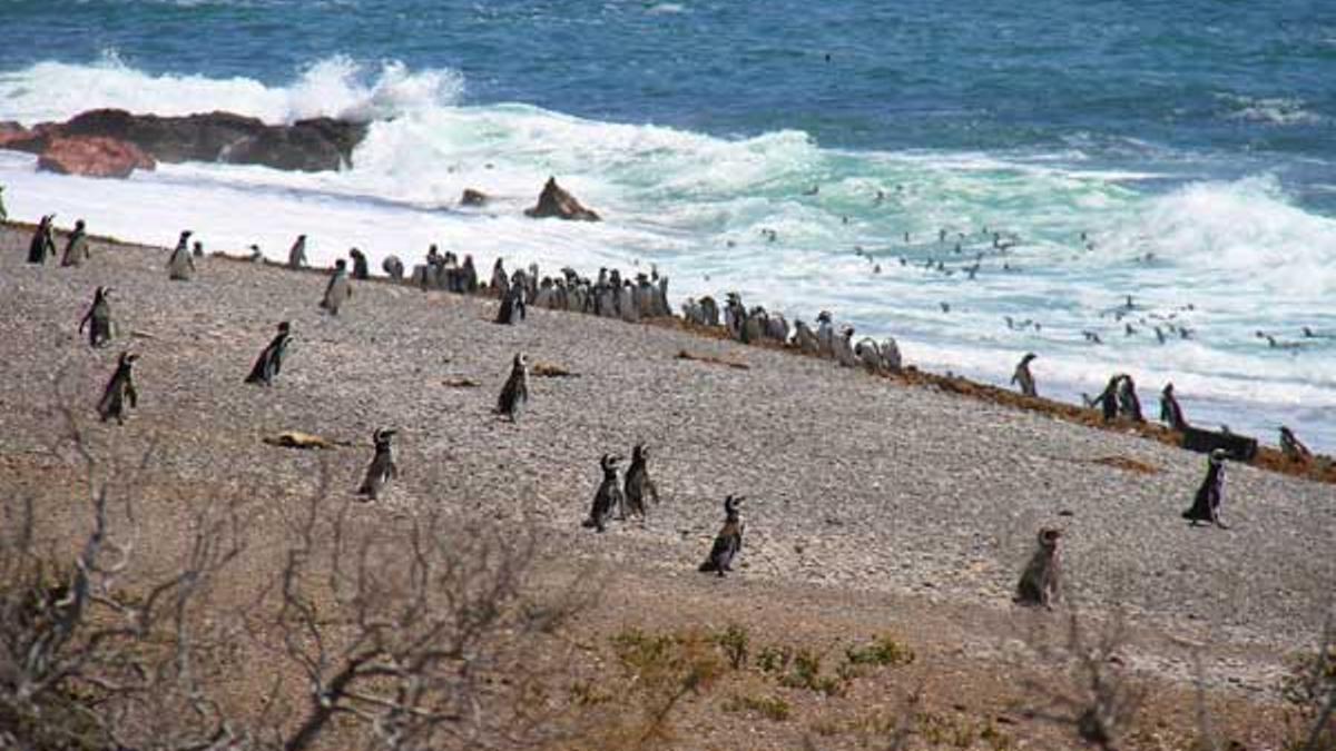 Puerto Madryn