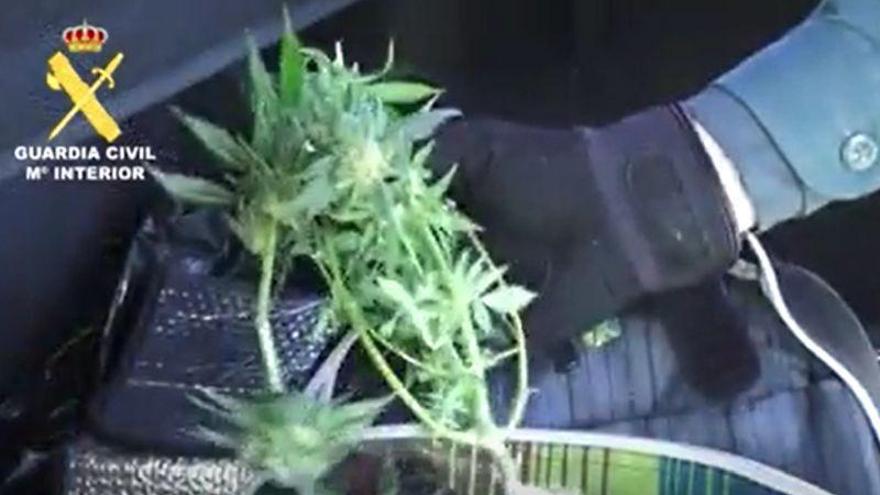 La Guardia Civil denuncia a una persona por incumplir el confinamiento para ir a recoger marihuana