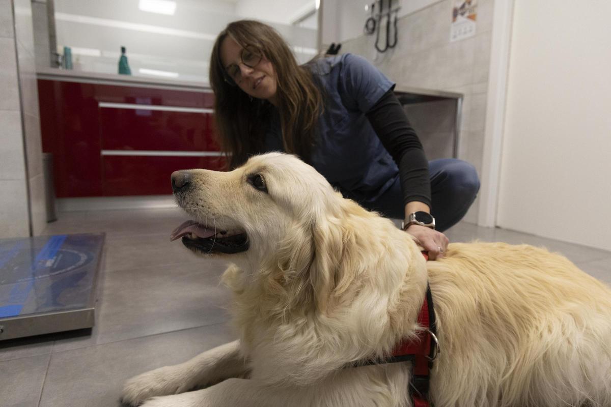 Más de 12.000 mascotas en Ontinyent Más de 12.000 mascotas en Ontinyent
