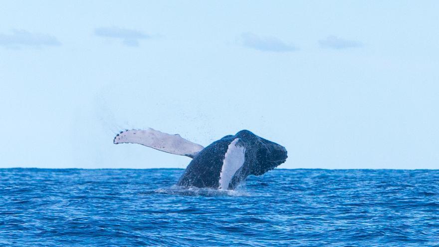 Ballena jorobada entre La Graciosa y Alegranza