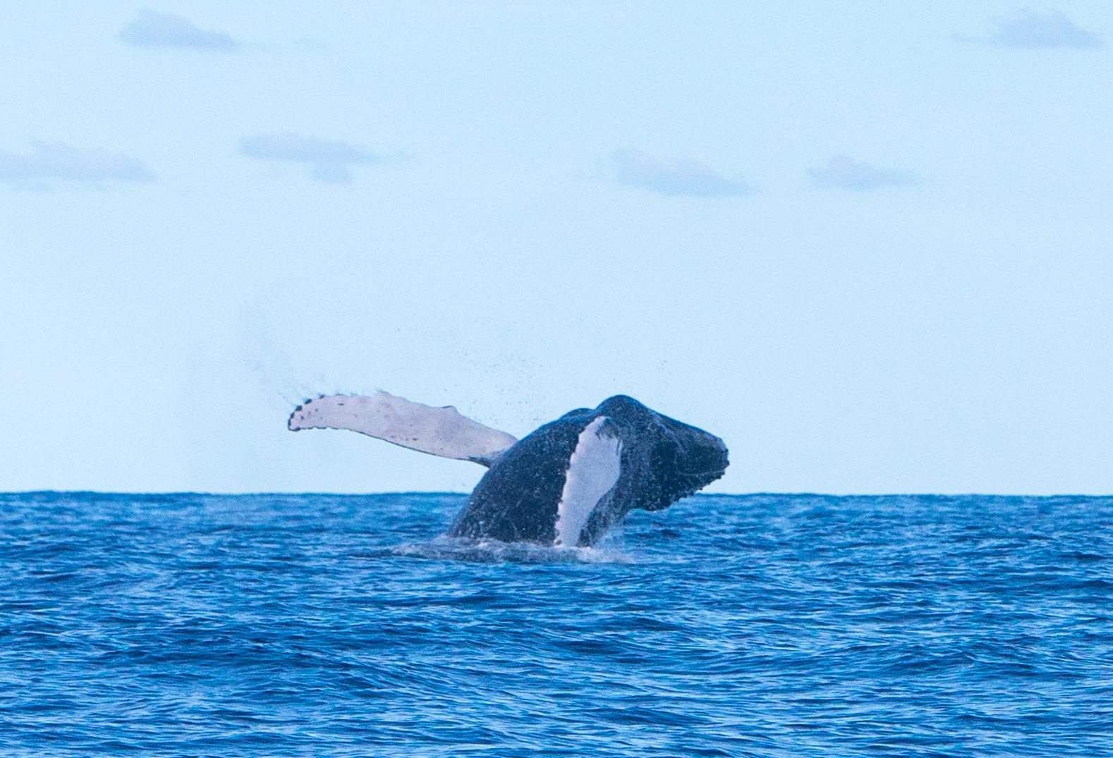 Ballena jorobada entre La Graciosa y Alegranza