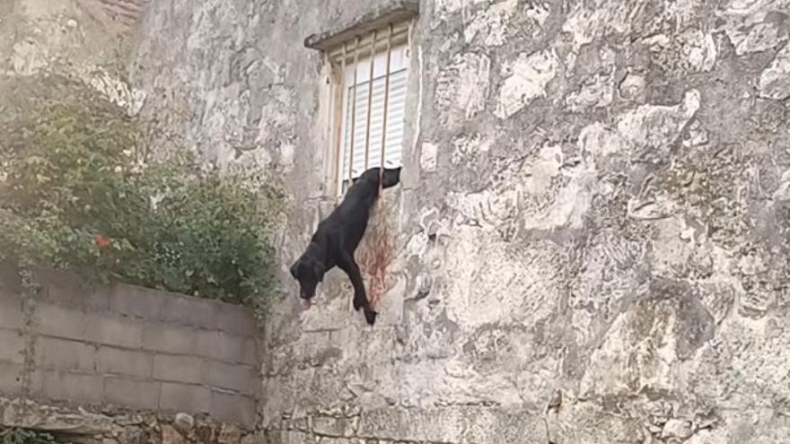 La agonía de un perro en Vigo: acaba atrapado por la persiana desde la que intenta saltar