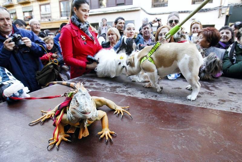 Fotogalería: Fiesta de San Antón