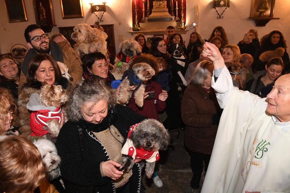 Bendición de mascotas en A Coruña