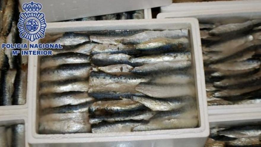 Desmantelada una red de narcos que introducía hachís oculto entre sardinas congeladas