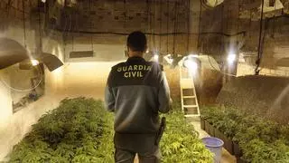 Detenido en Santa Cruz con 340 plantas de marihuana que cultivaba en un garaje