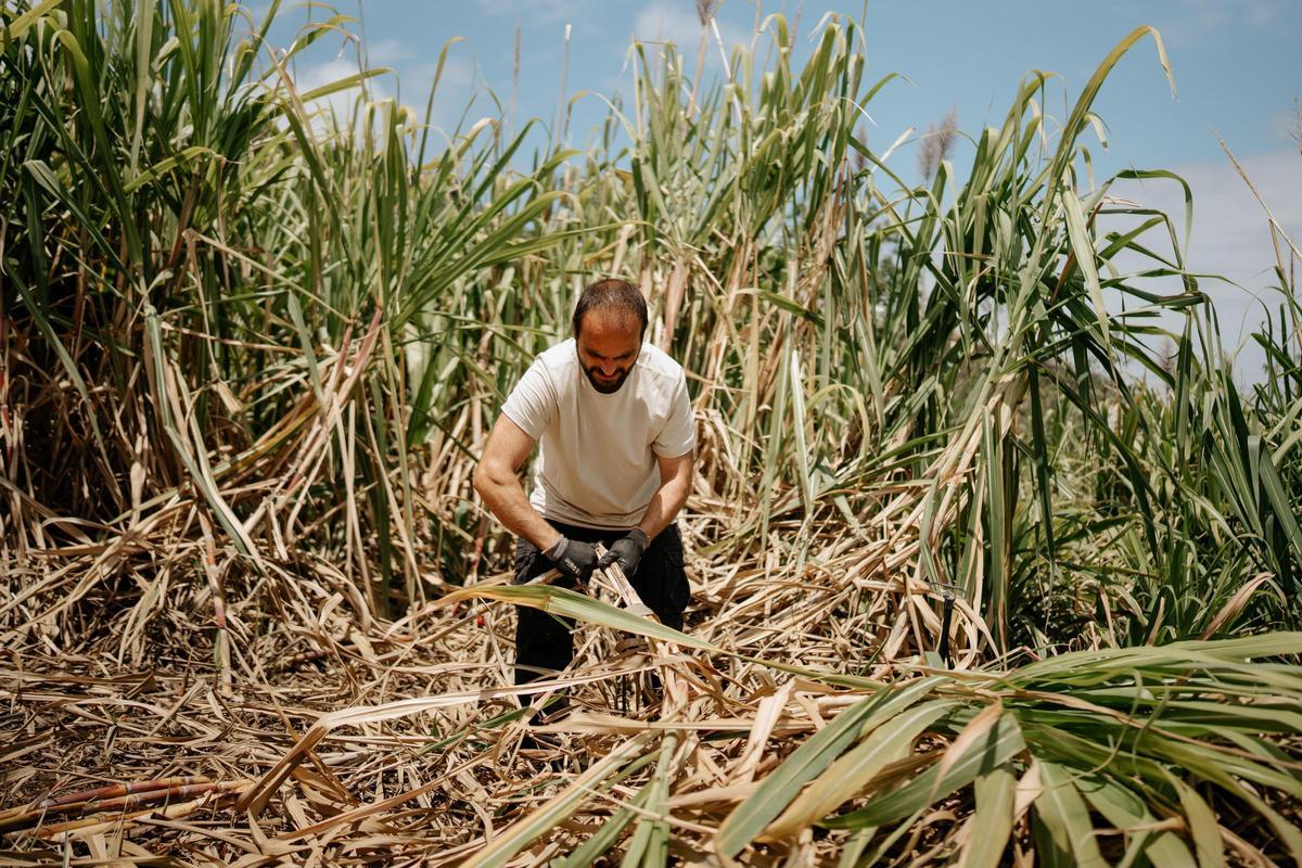 Un trabajador de la destilería en pleno proceso de corte de caña.
