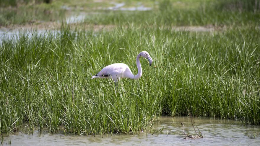 Las lluvias traen de vuelta a los flamencos a la Laguna de Fuente de Piedra