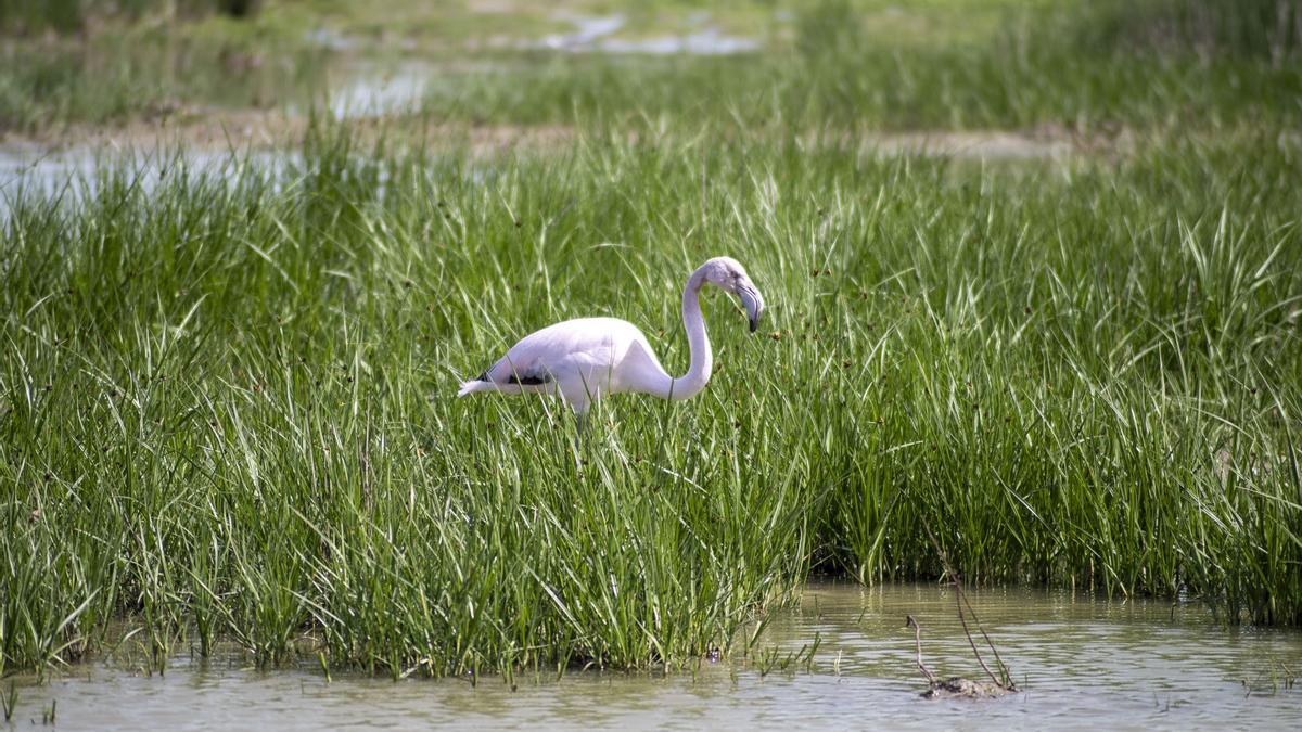 Flamencos en la Laguna de Fuente de Piedra, en abril de 2024.