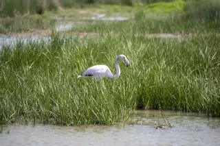 Las lluvias traen de vuelta a los flamencos a la Laguna de Fuente de Piedra