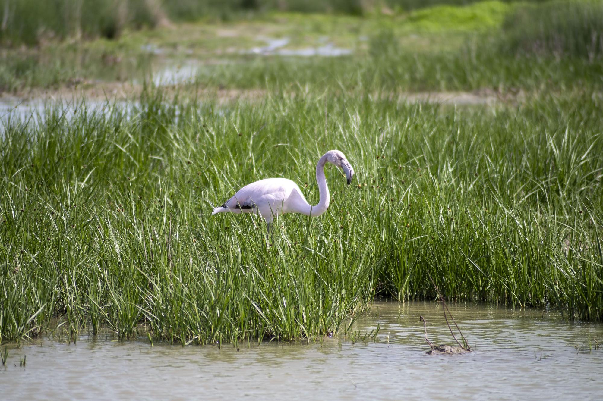 Flamencos en la Laguna de Fuente de Piedra, en abril de 2024.