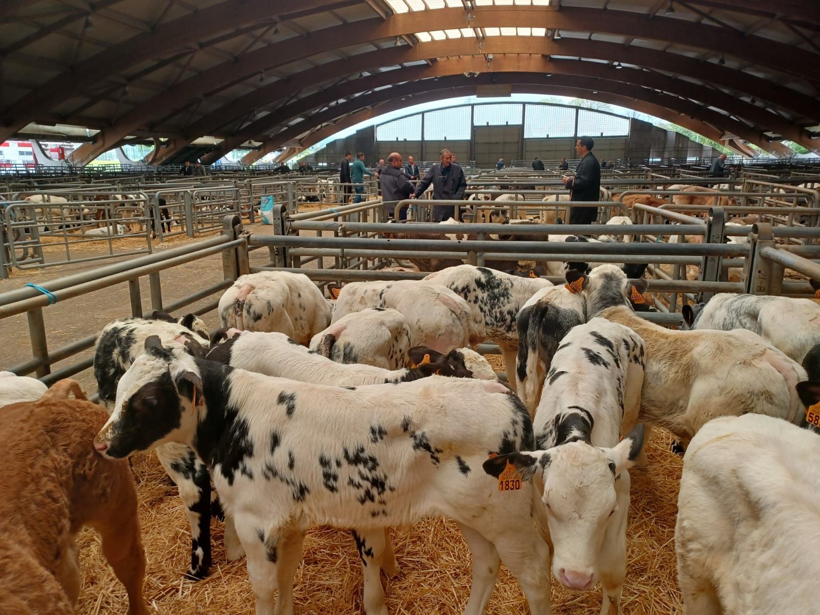El mercado de ganado de los jueves en Siero: así operan los tratantes en la cita del recinto poleso