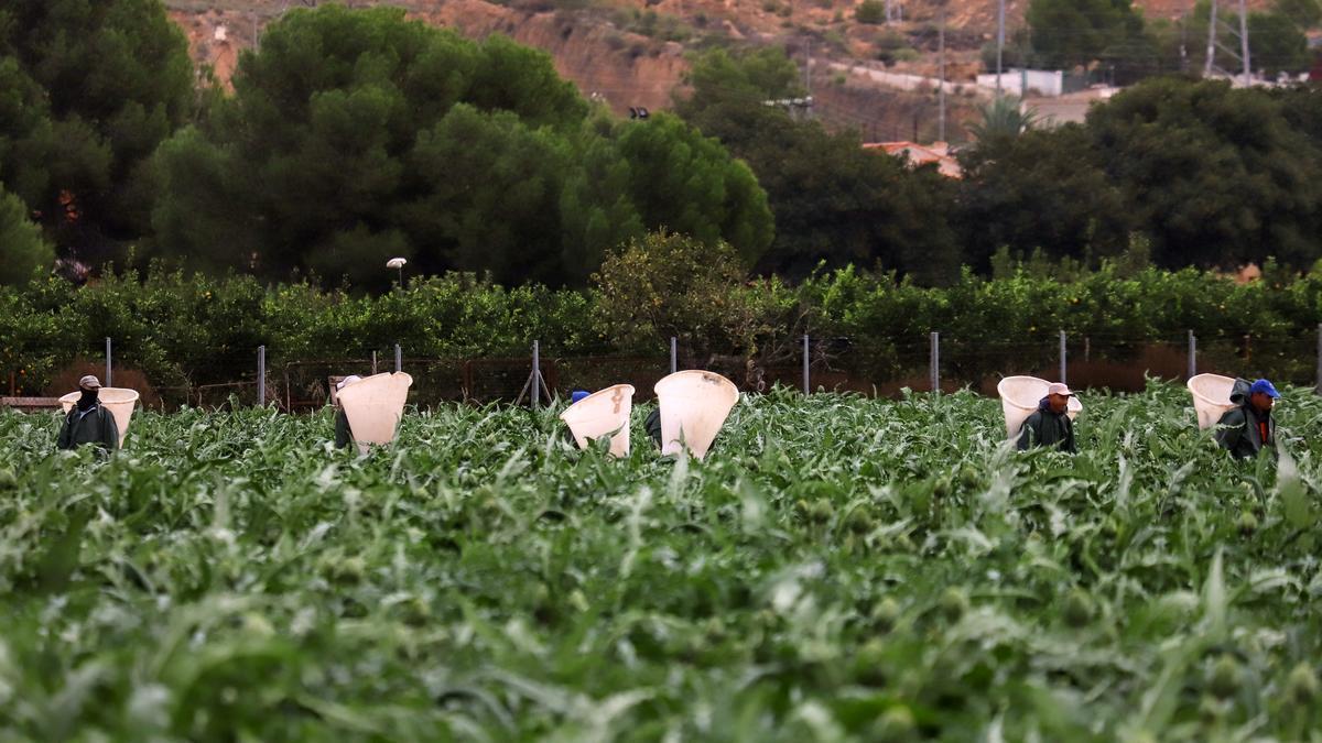 Un grupo de recolectores en un campo de alcachofas de la Vega Baja de Alicante.