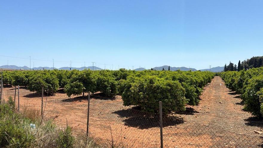El limón murciano rompe la mala racha y firma una campaña 