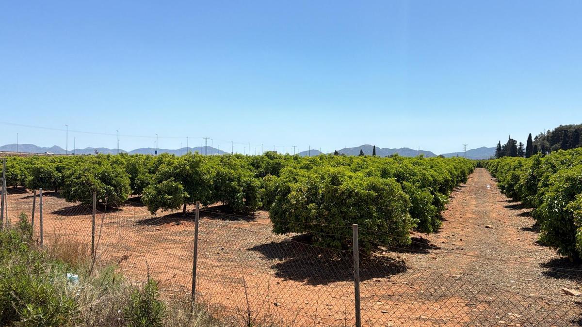 Finca de limoneros en la diputación cartagenera de Santa Ana
