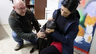 Aumentan los dueños de perros que les cortan el cuello para extraer el microchip antes de abandonarlos