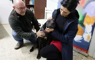 Dueños de perros de Vigo les cortan el cuello para extraer el microchip antes de abandonarlos