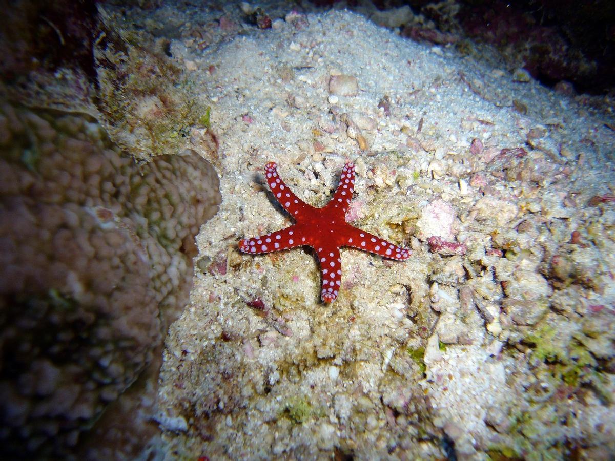 Existe una gran cantidad de especies de estrellas de mar