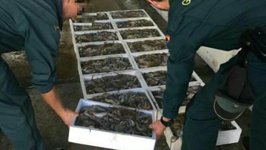 La Guardia Civil interviene 150 kilos de pulpo inmaduro en un pesquero en Torrevieja