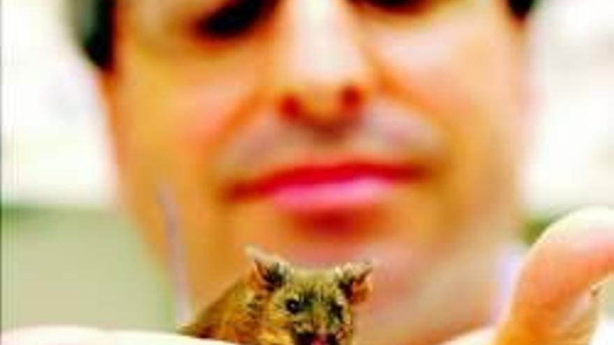Un ratón constipado abre vías para curar el resfriado común